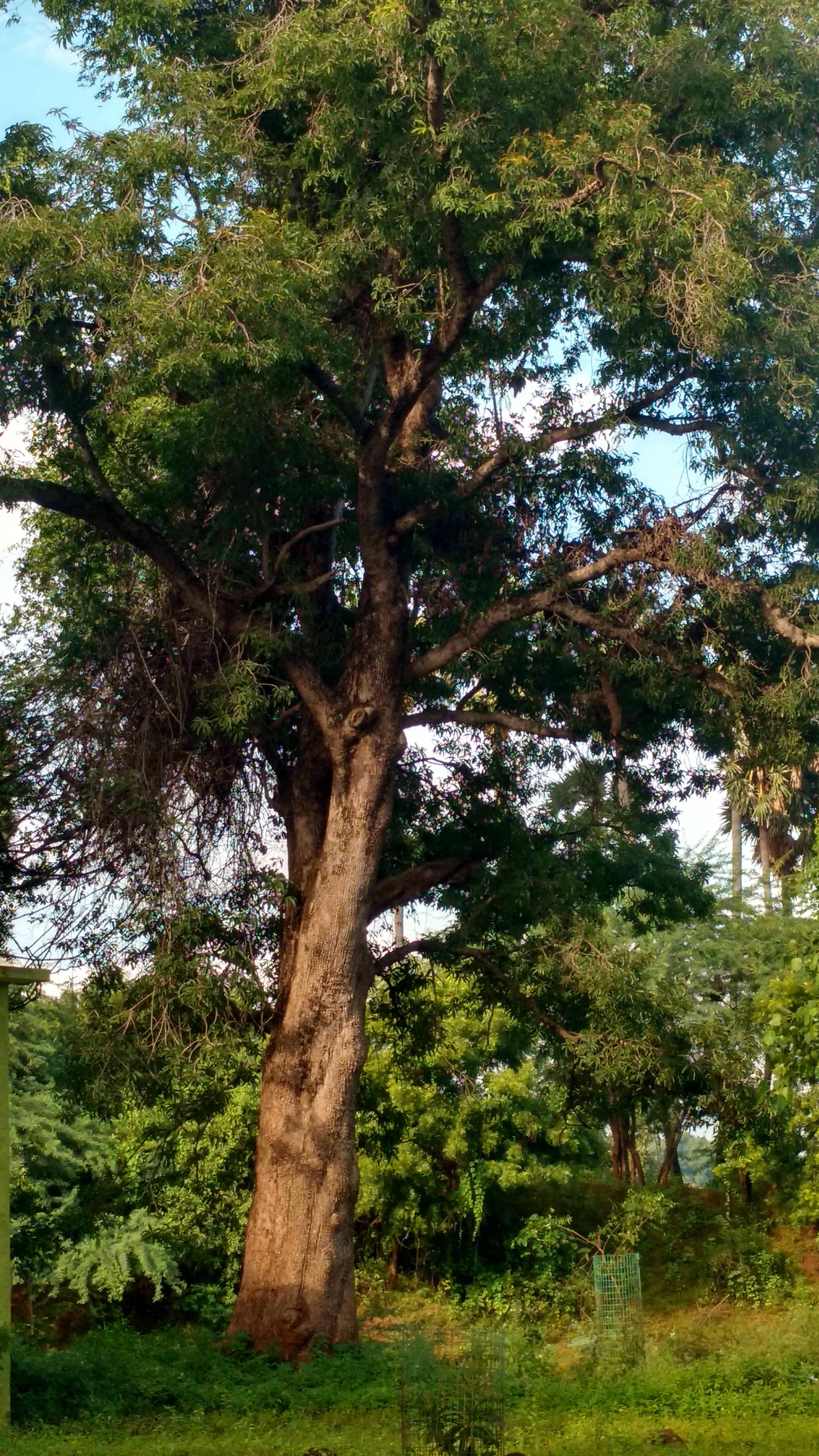 IMG_20191013_081751438_HDR.jpg